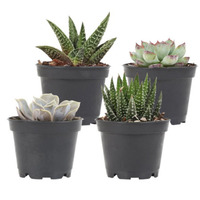 Live Plant Gifts from $10