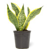 Live Plants Starting at $1 + Free Prime Shipping