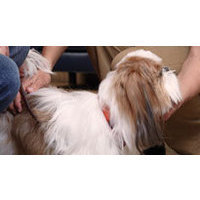 50% OFF Stays at PetSmart&#39;s Doggie Daycamp
